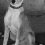 Bracco